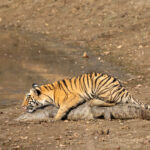 A Tiger lies down on a crocodile that died from injuries sustained in a tiger attack (image by Bernd Rohrschneider)