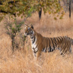 The particularly elegant blue eyed tigress Nayantara in Tadoba (image by Bernd Rohrschneider)