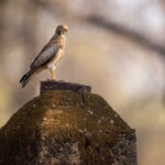 A White-eyed Buzzard perched on a historic pillar, Tadoba (image by Bernd Rohrschneider)
