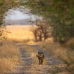 Wild Boar on the road in Blackbuck National Park (image by Bernd Rohrschneider)