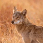 Close encounters with a wild Wolf in Velavadar (image by Bernd Rohrschneider)