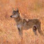 Velavadar would have to be one of the finest places in Asia to photograph wild wolves (image by Bernd Rohrschneider)