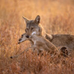 An unbelievable encounter with a wolf that caught a baby Blackbuck right in front of us! (image by Bernd Rohrschneider)
