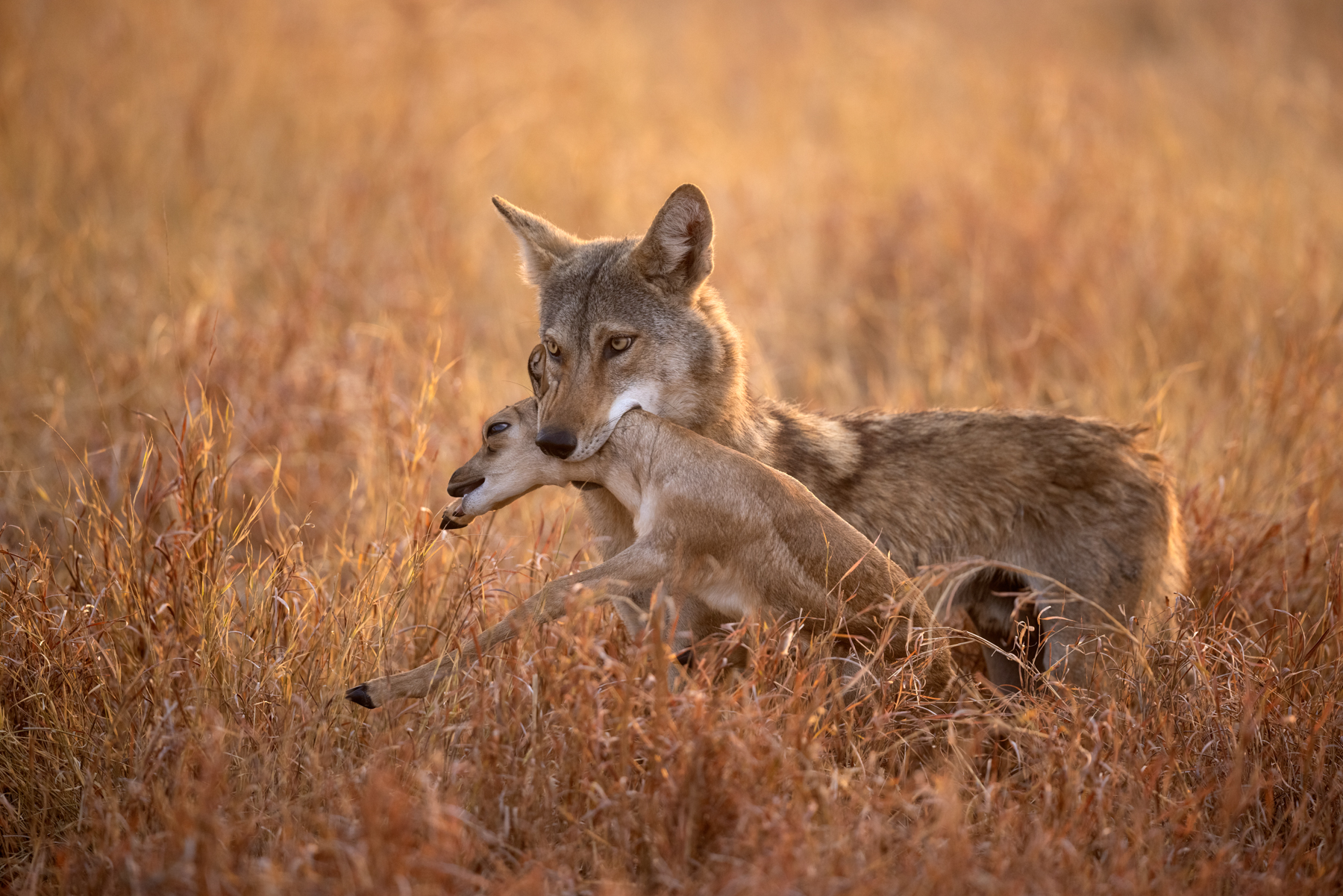 An unbelievable encounter with a wolf that caught a baby Blackbuck right in front of us! (image by Bernd Rohrschneider)
