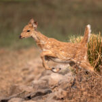 Jumping baby Spotted Deer, or Chital, in Tadoba (image by Bernd Rohrschneider)