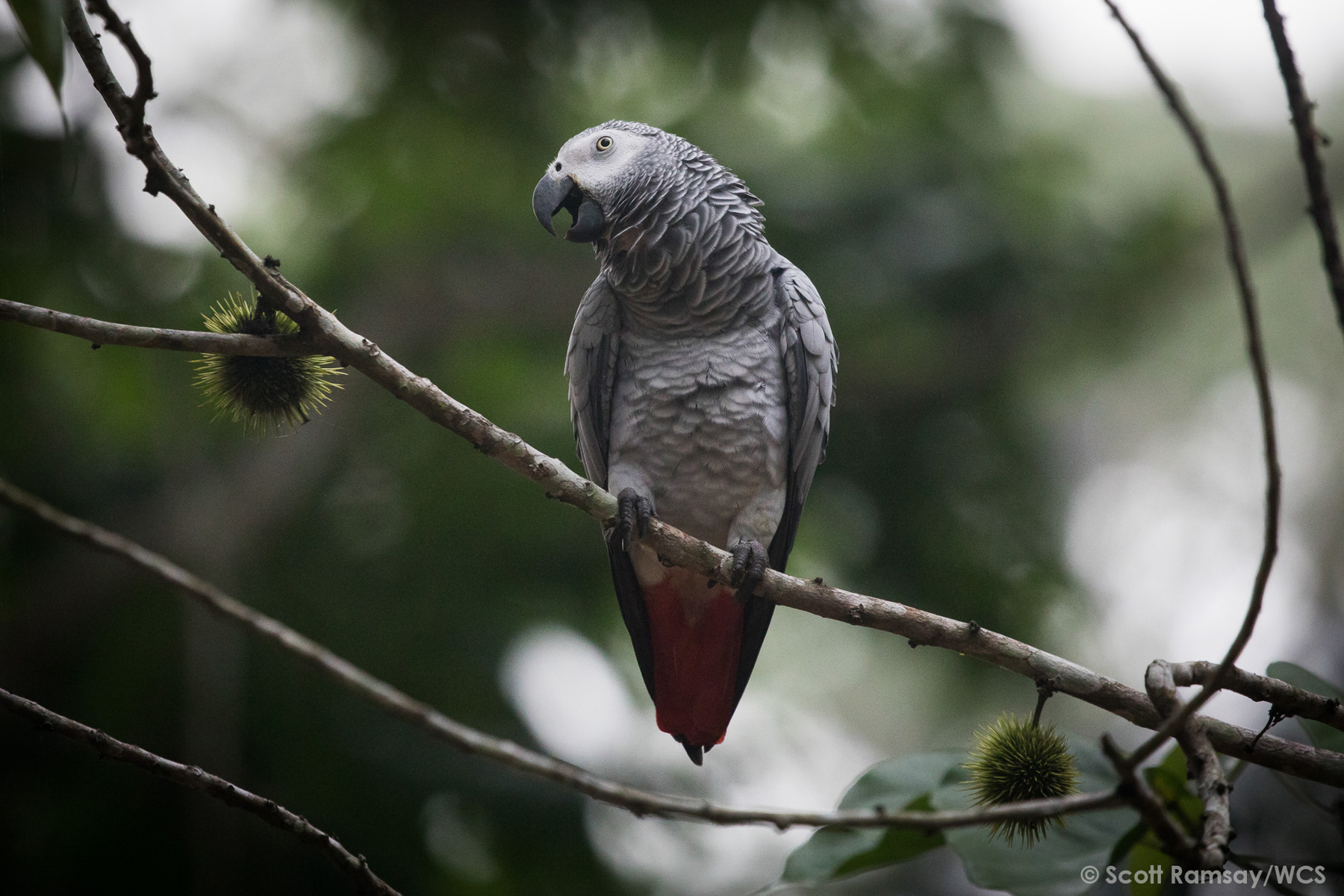 African Grey Parrot (image by Scott Ramsay)