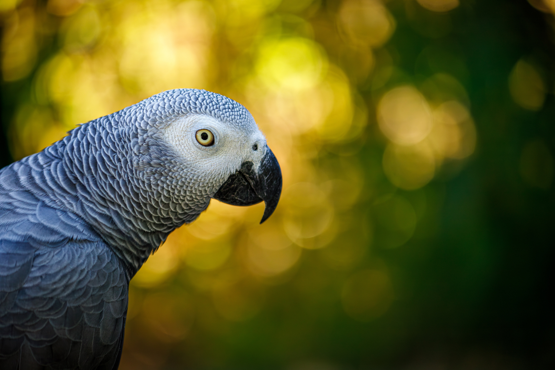 Portrait of African Grey Parrot. The Congo rainforest is the natural home of this intelligent and inquisitive bird