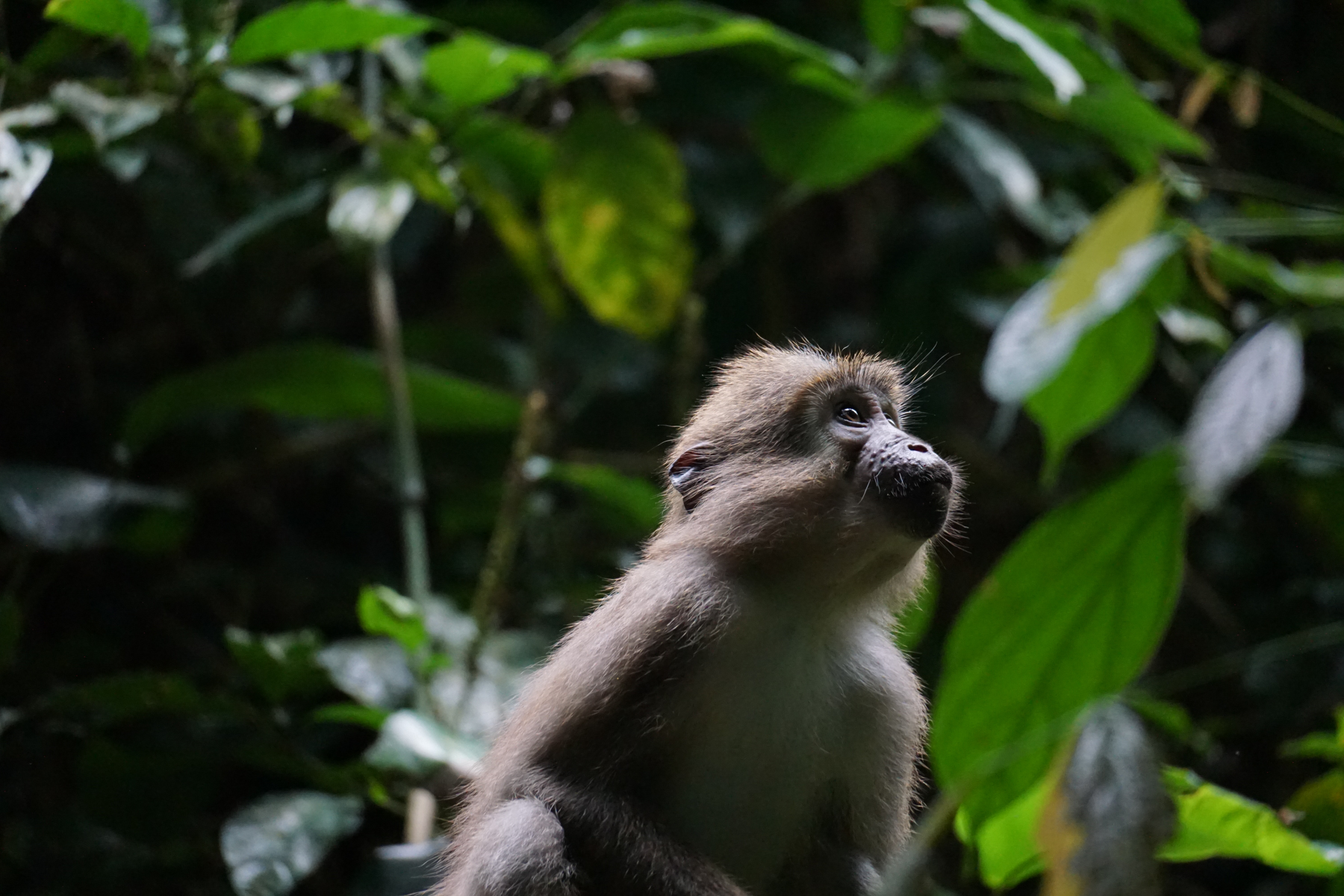 A young Agile Mangabey (image by Expeditions Ducret)