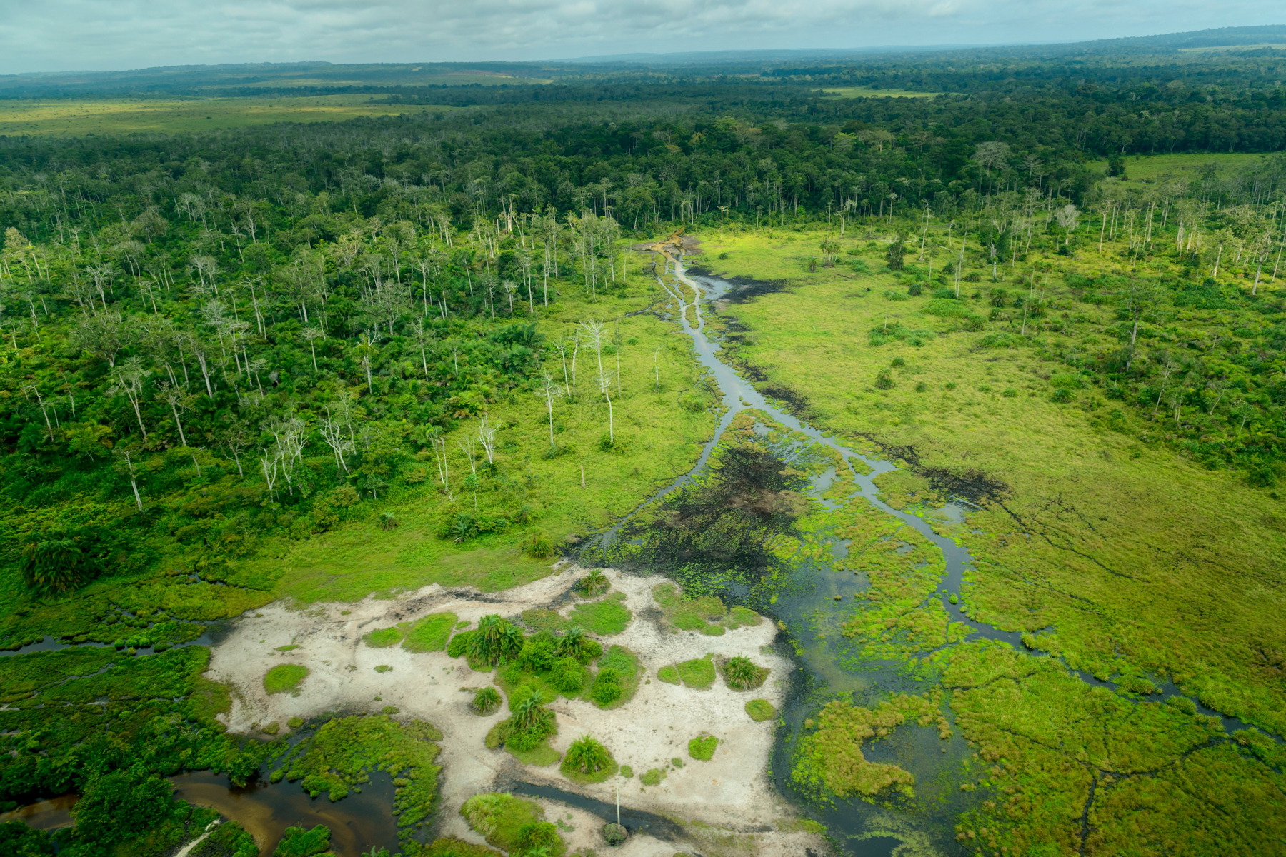 An aerial view of a Bai, one of the natural forest clearings that attracts wildlife in the rainforests of the Congo