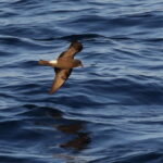 Band-rumped Storm Petrel (image by János Oláh)