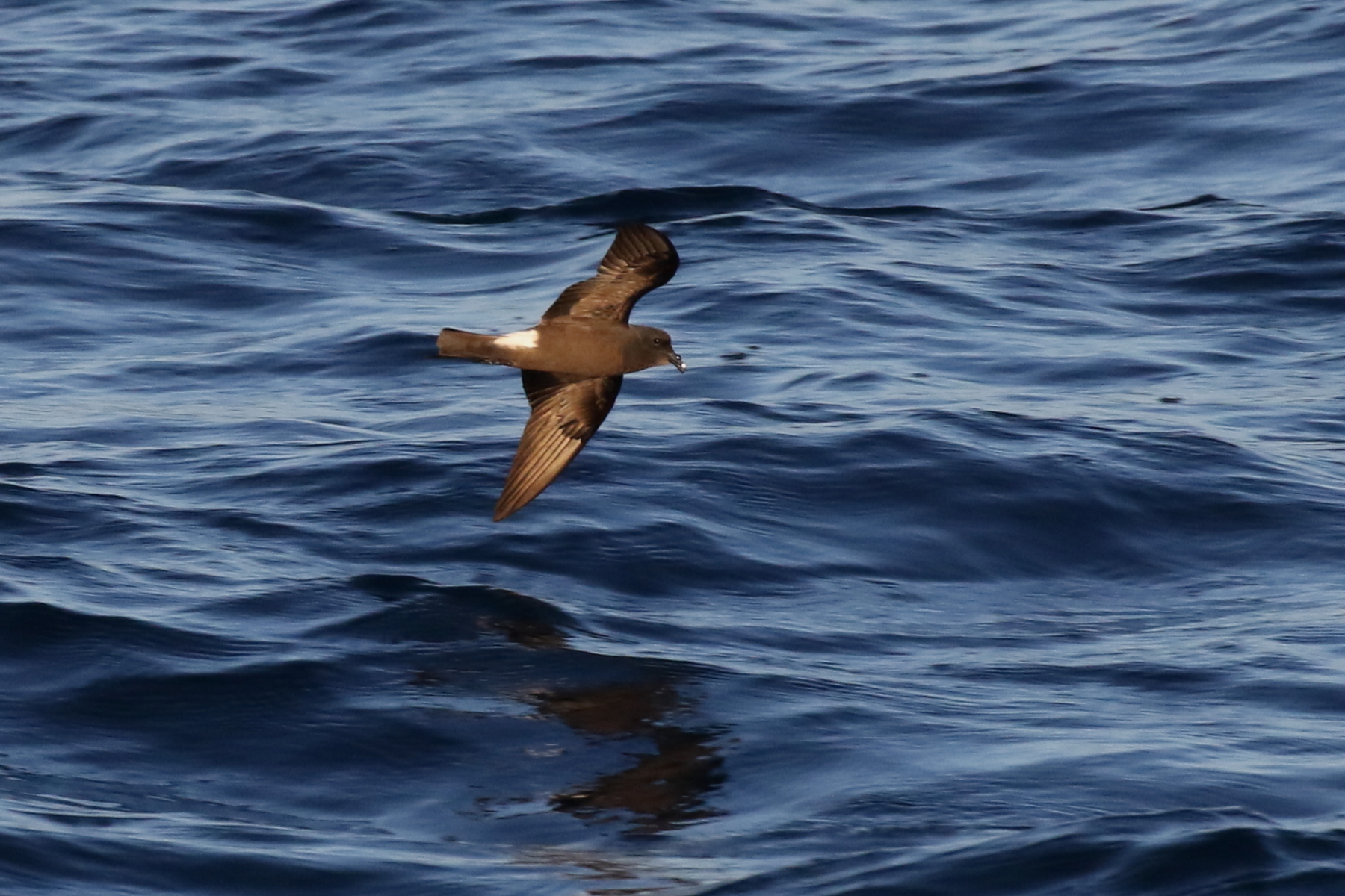 Band-rumped Storm Petrel (image by János Oláh)