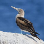 Blue-footed Booby (image by János Oláh)