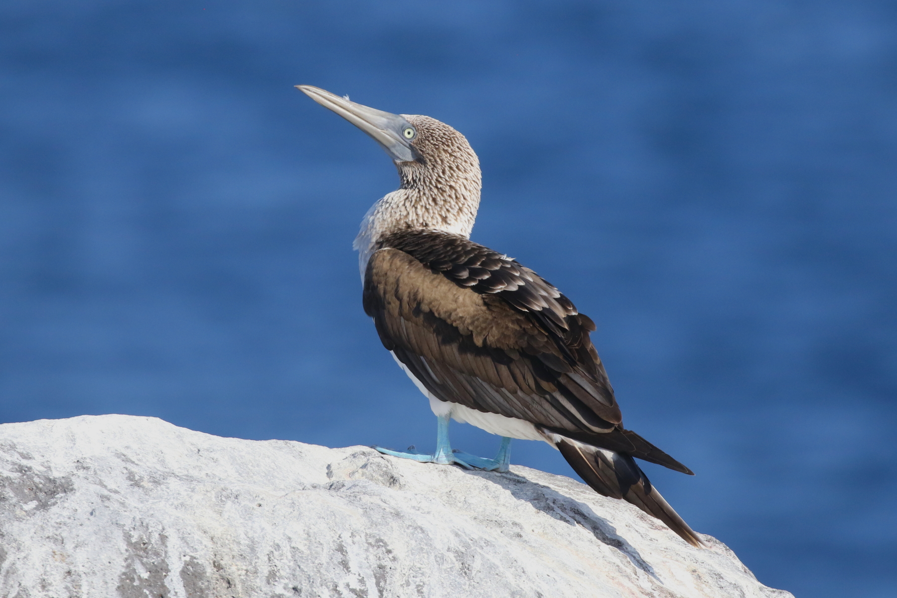 Blue-footed Booby (image by János Oláh)