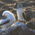 Blue-footed Booby (image by János Oláh)