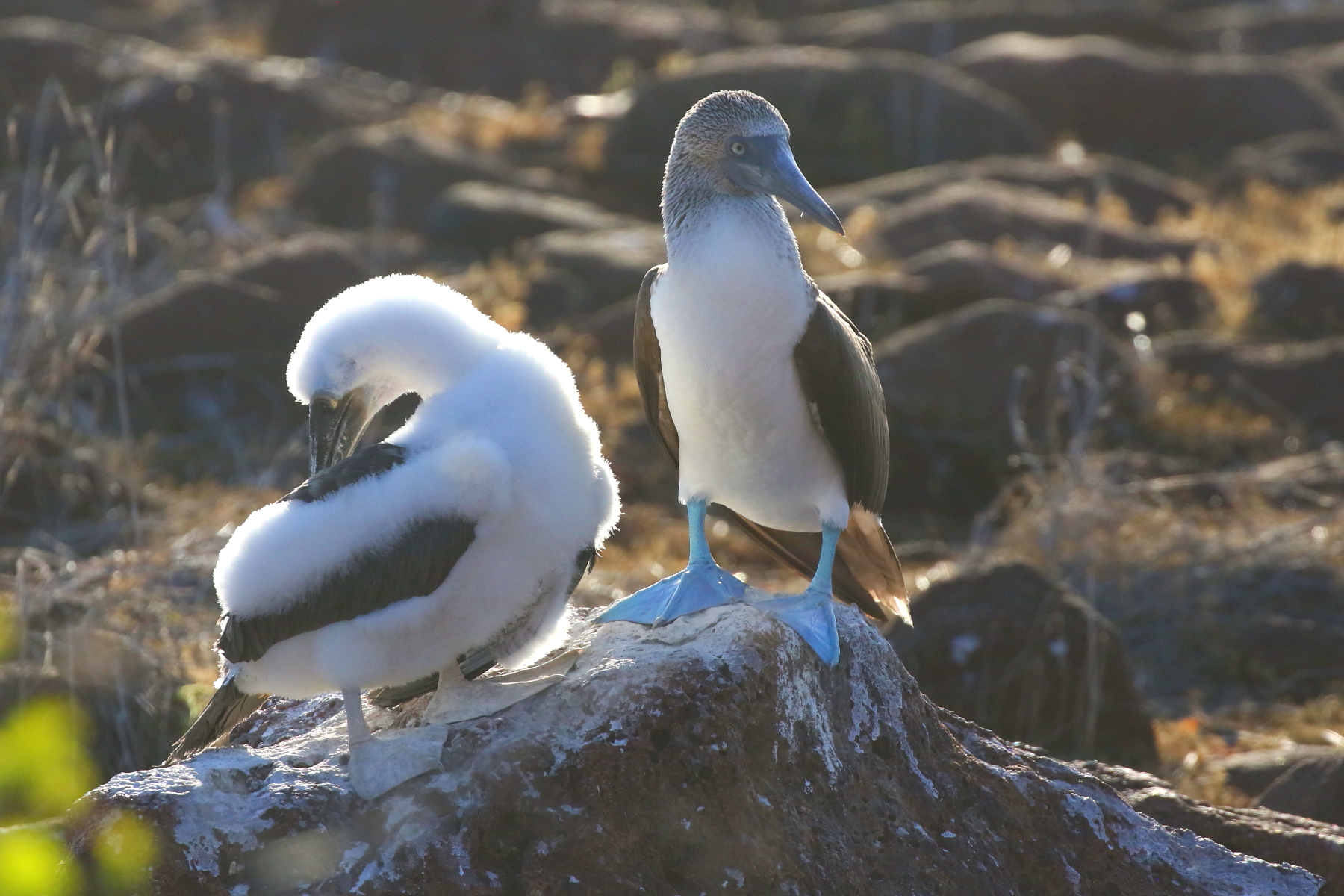 Blue-footed Booby (image by János Oláh)