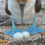 Blue-footed Booby (image by János Oláh)