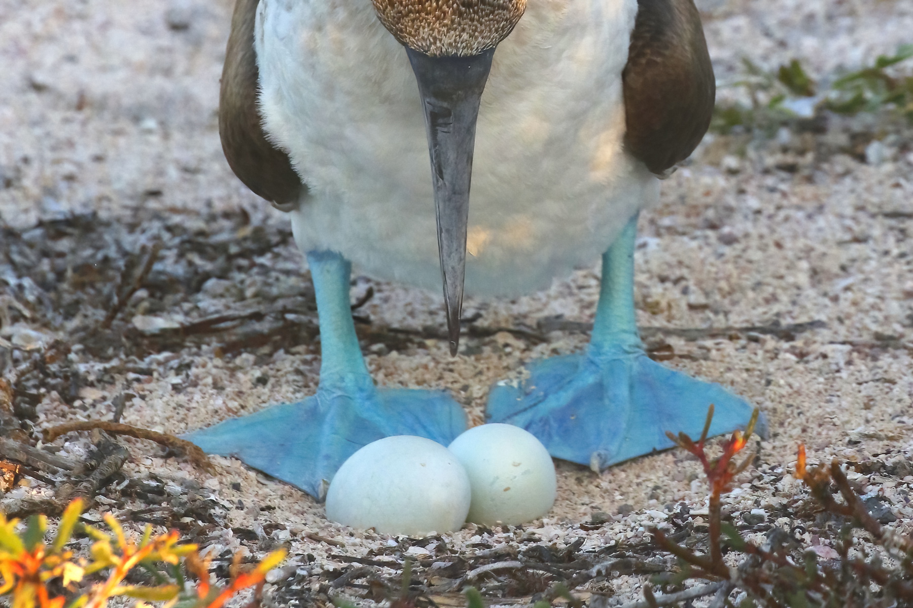 Blue-footed Booby (image by János Oláh)