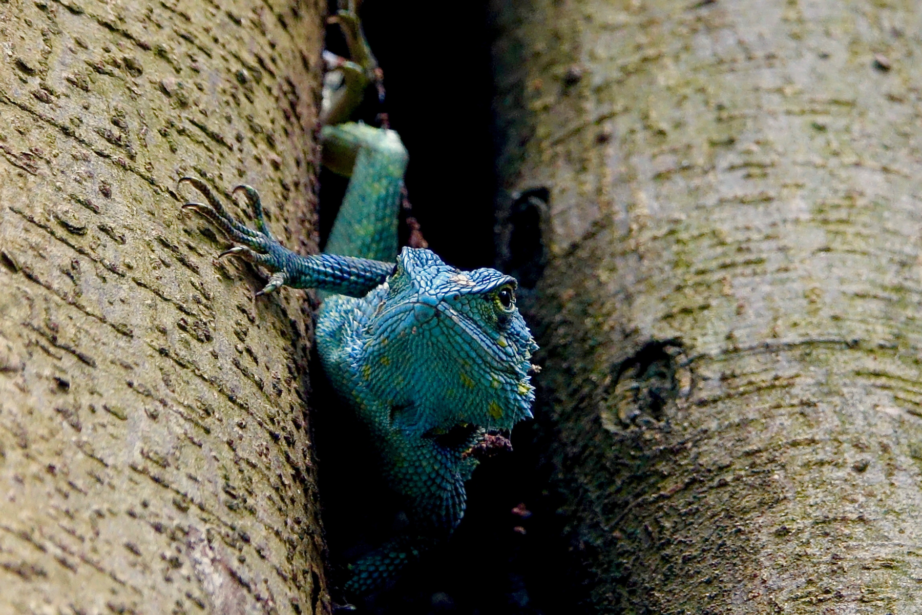 Kivu Blue-headed Tree Agama