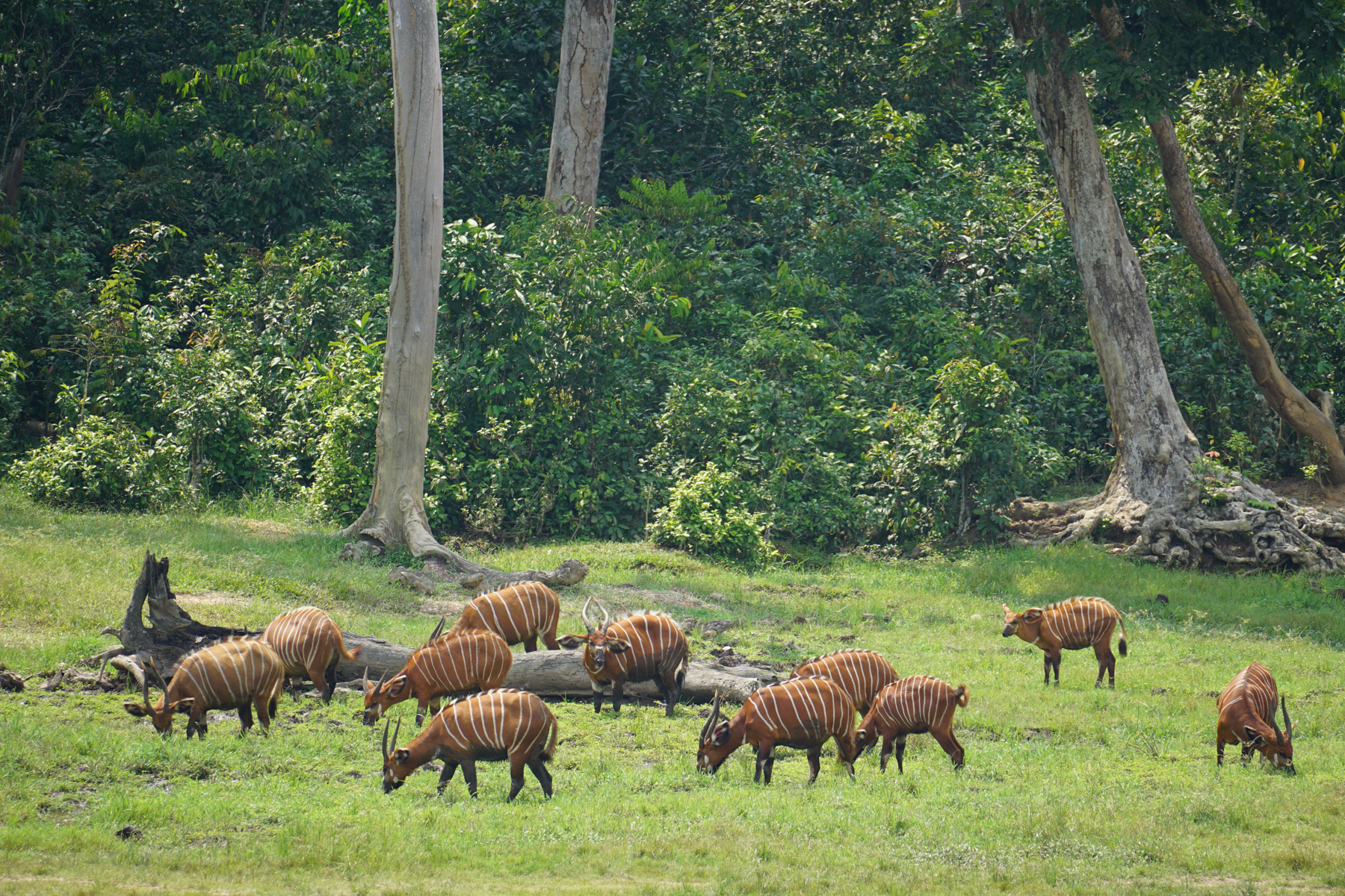 A herd of Bongos in Dhangha Bai (image by Expeditions Ducret)