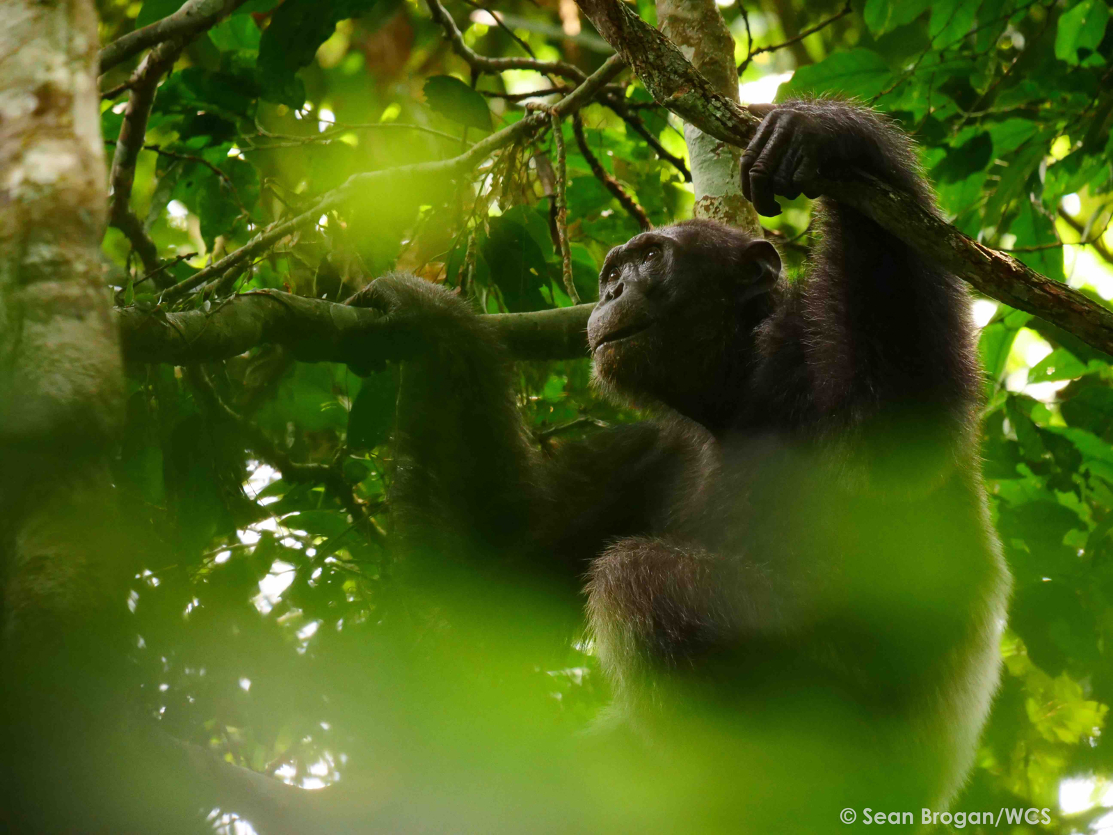 Bonobo (image by Sean Brogan)