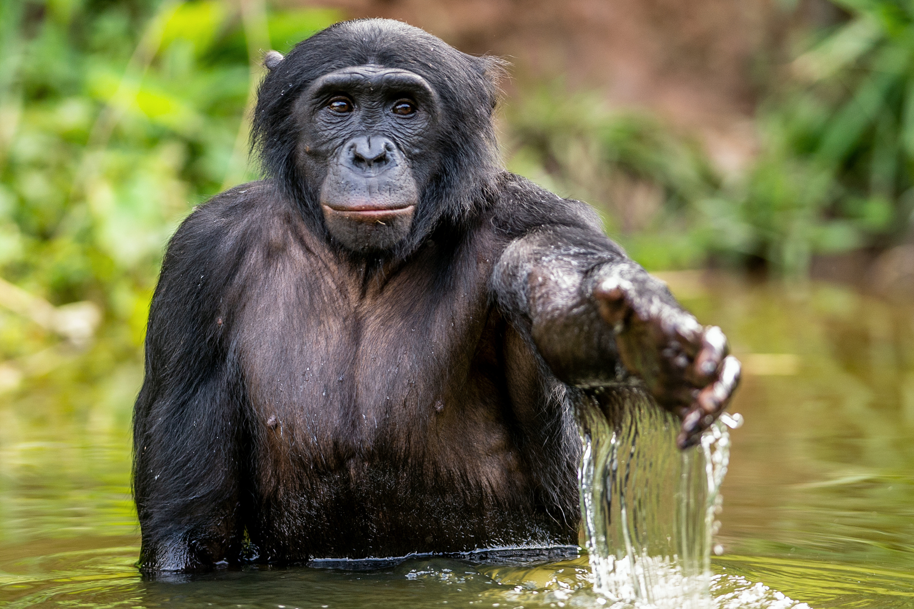A Bonobo playing the river waters.