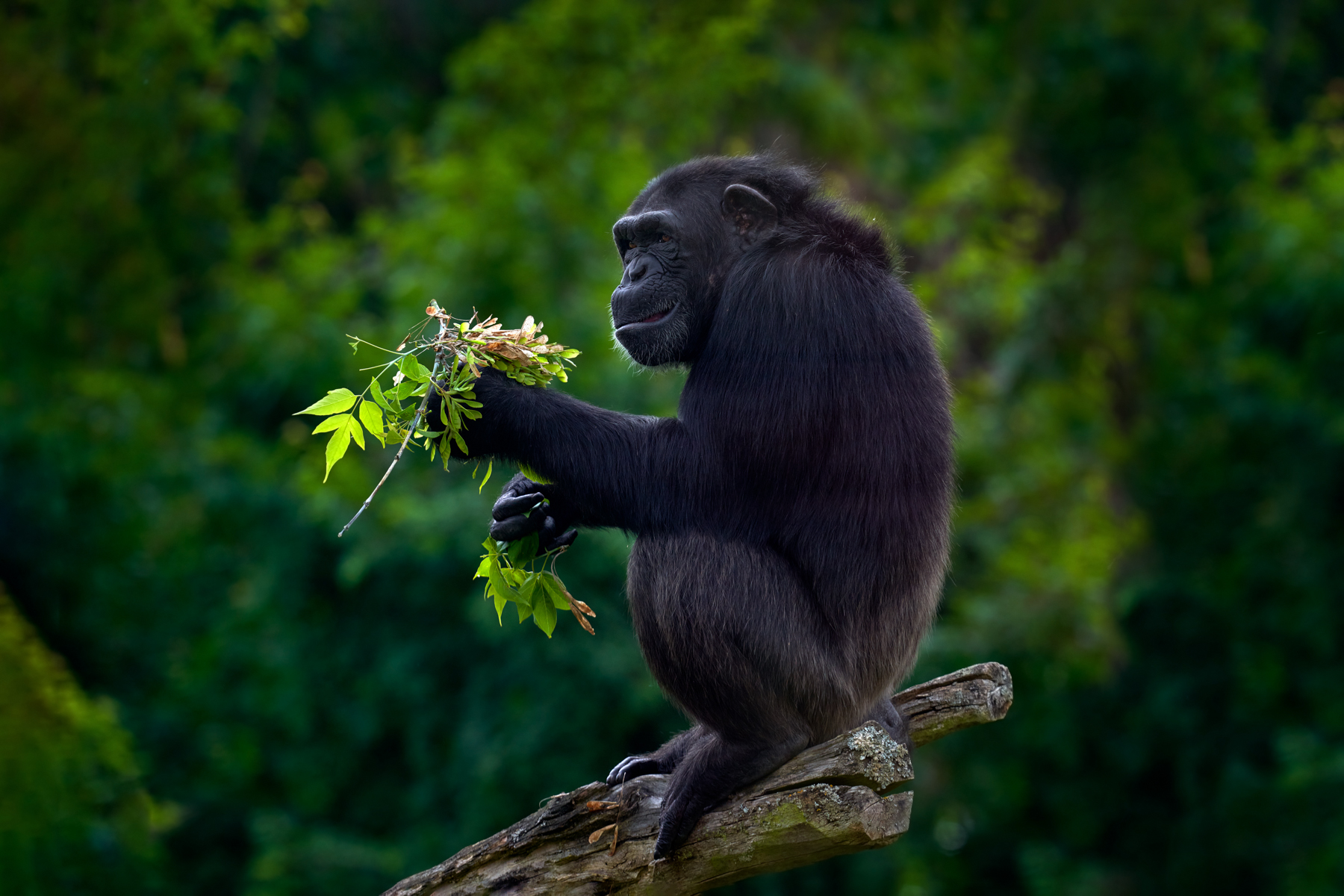 A Chimpanzee contemplates a meal of forest vegetation