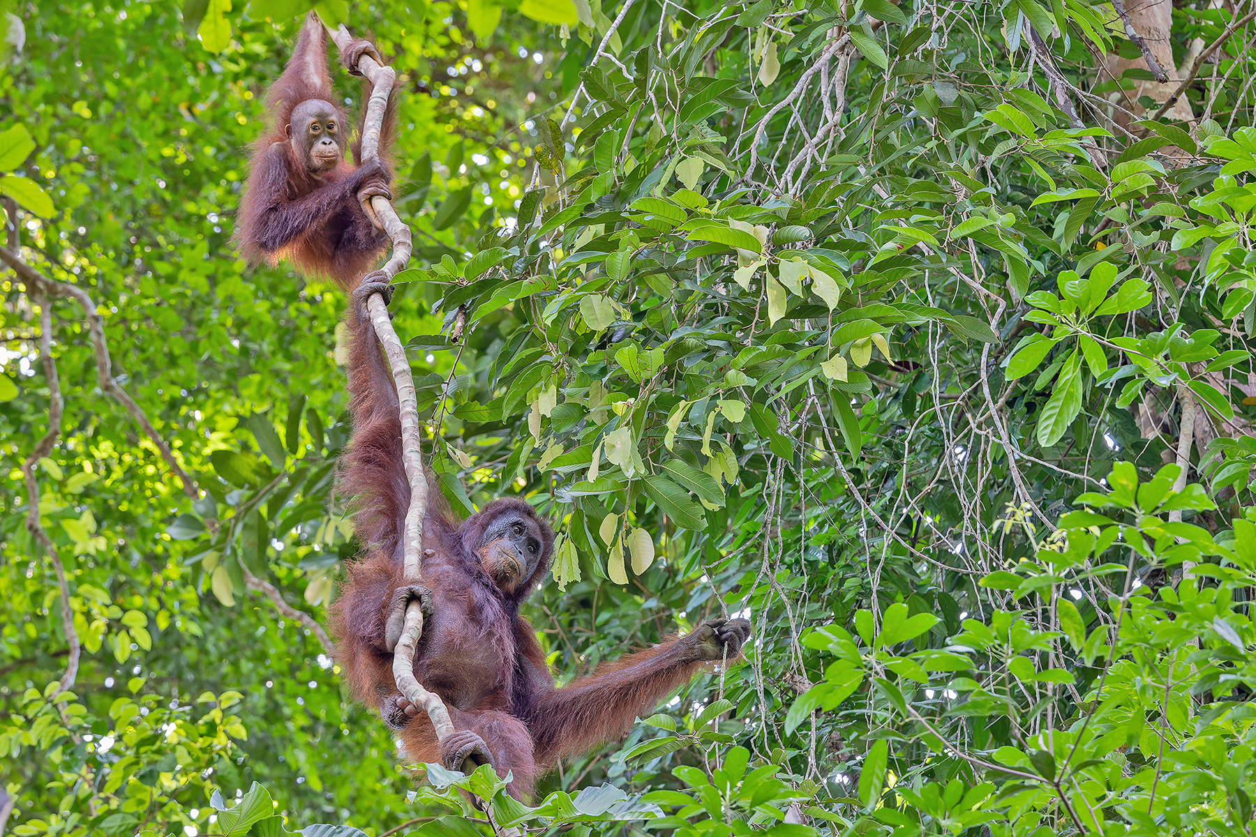 Orangutan and baby (image by Pete Morris)