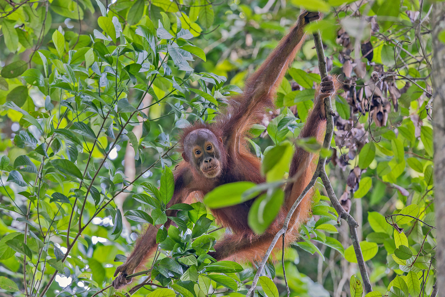 Orangutan (image by Pete Morris)