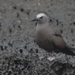 Brown Noddy (image by János Oláh)