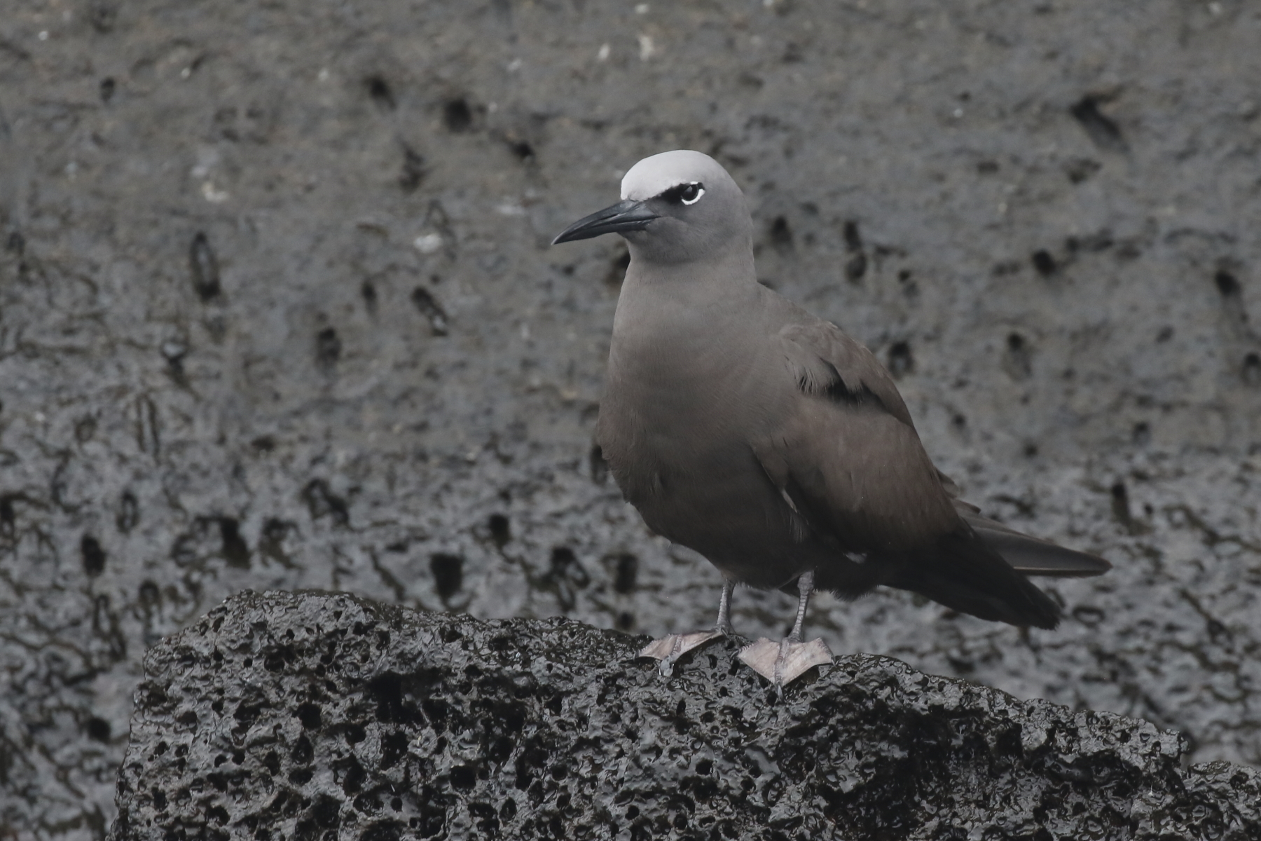 Brown Noddy (image by János Oláh)