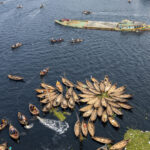The lotus flower shaped moorings of tiny wooden taxi boats on the Buriganga (image by Yousuf Tushar)