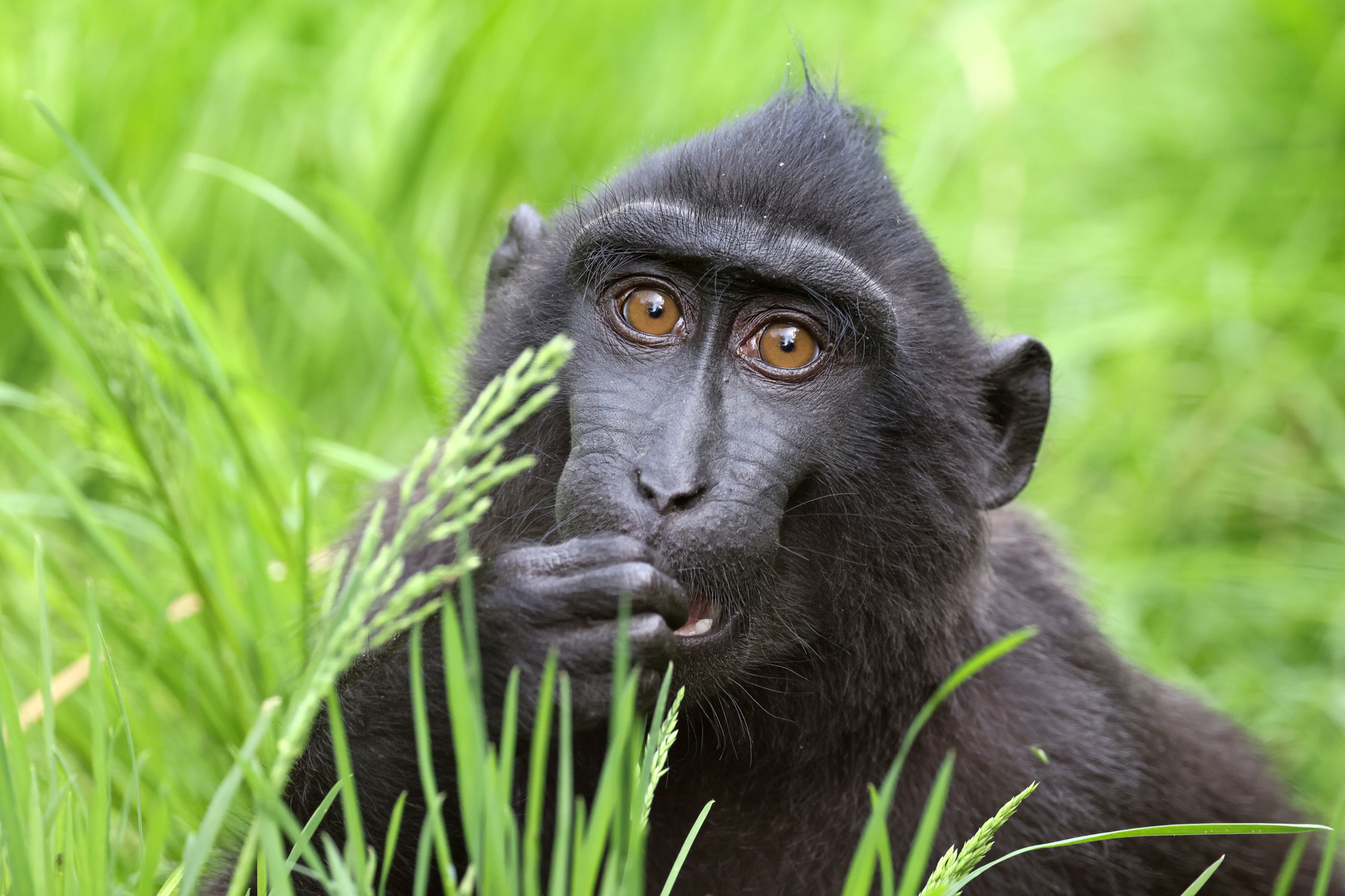 Celebes Crested Macaque