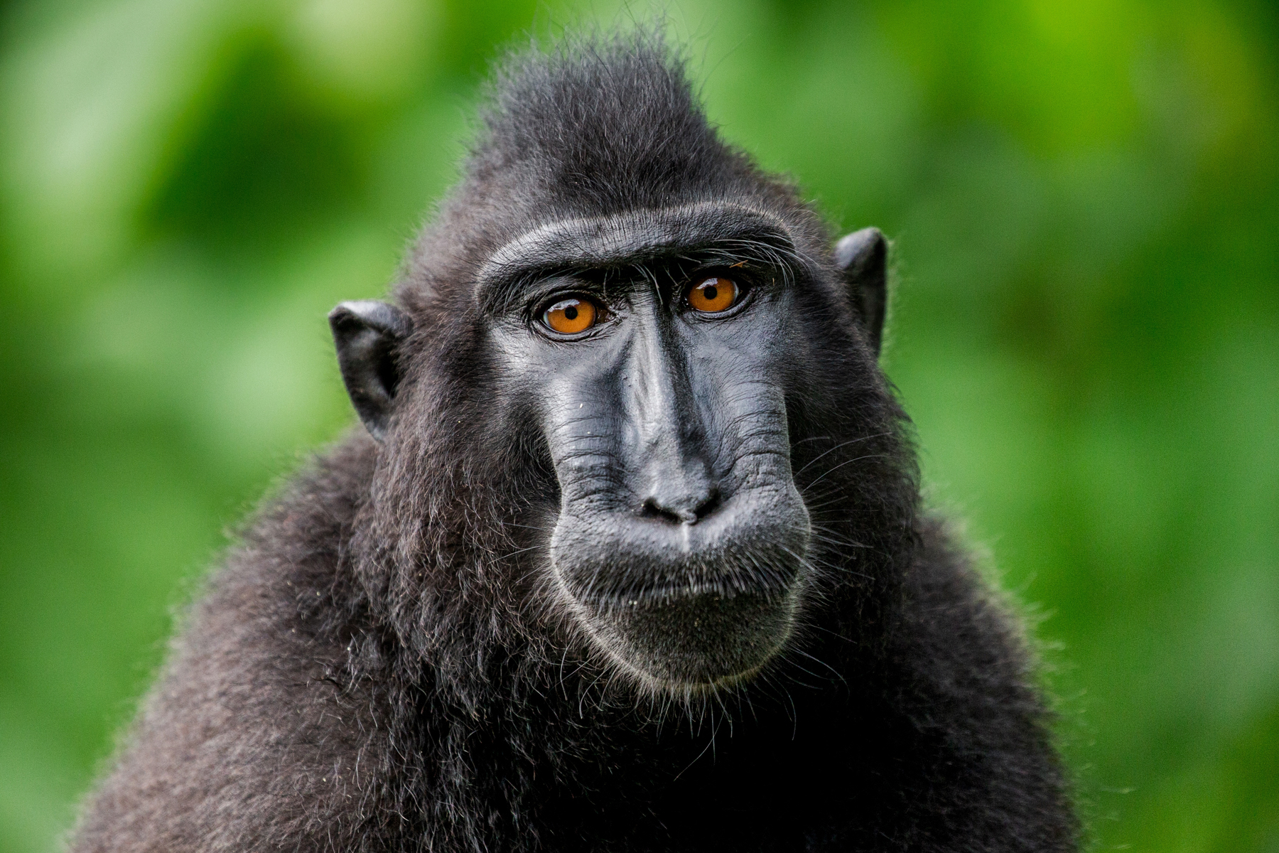 Celebes Crested Macaque