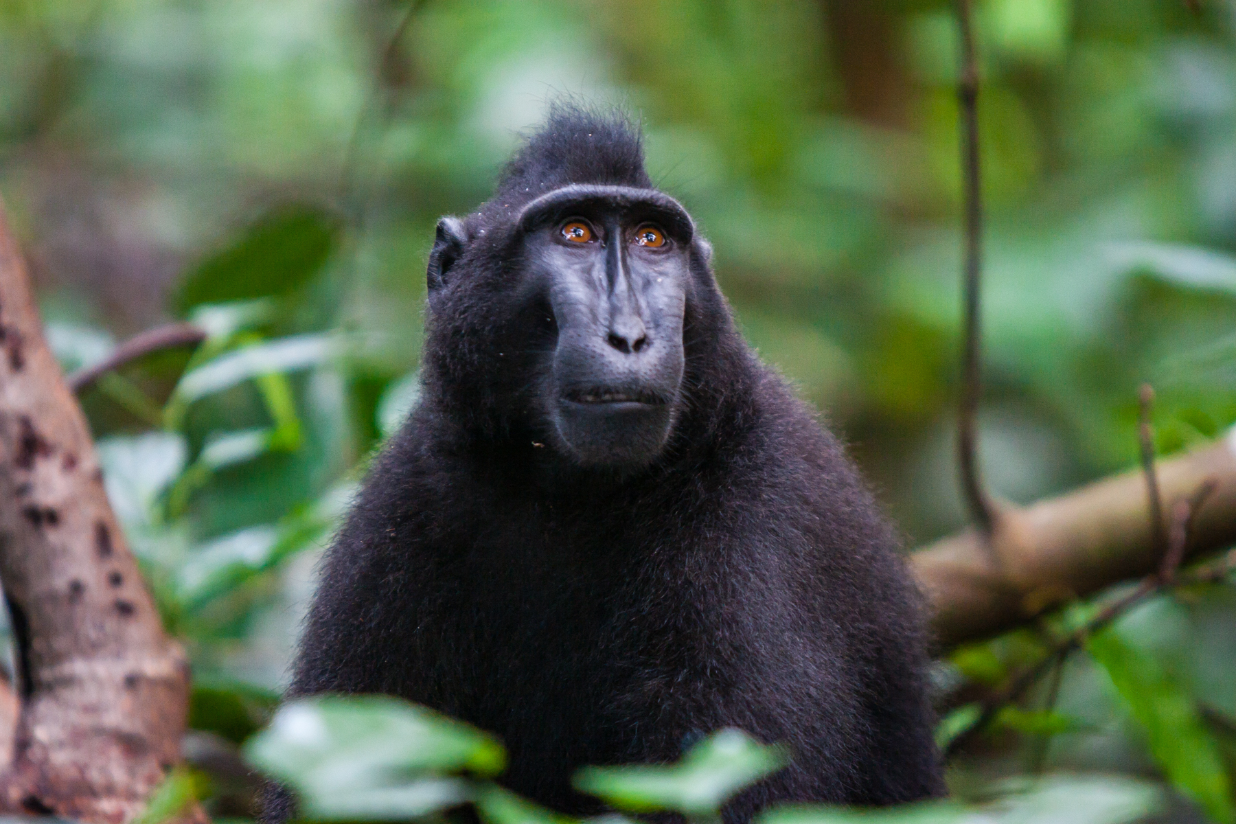 Celebes Crested Macaque