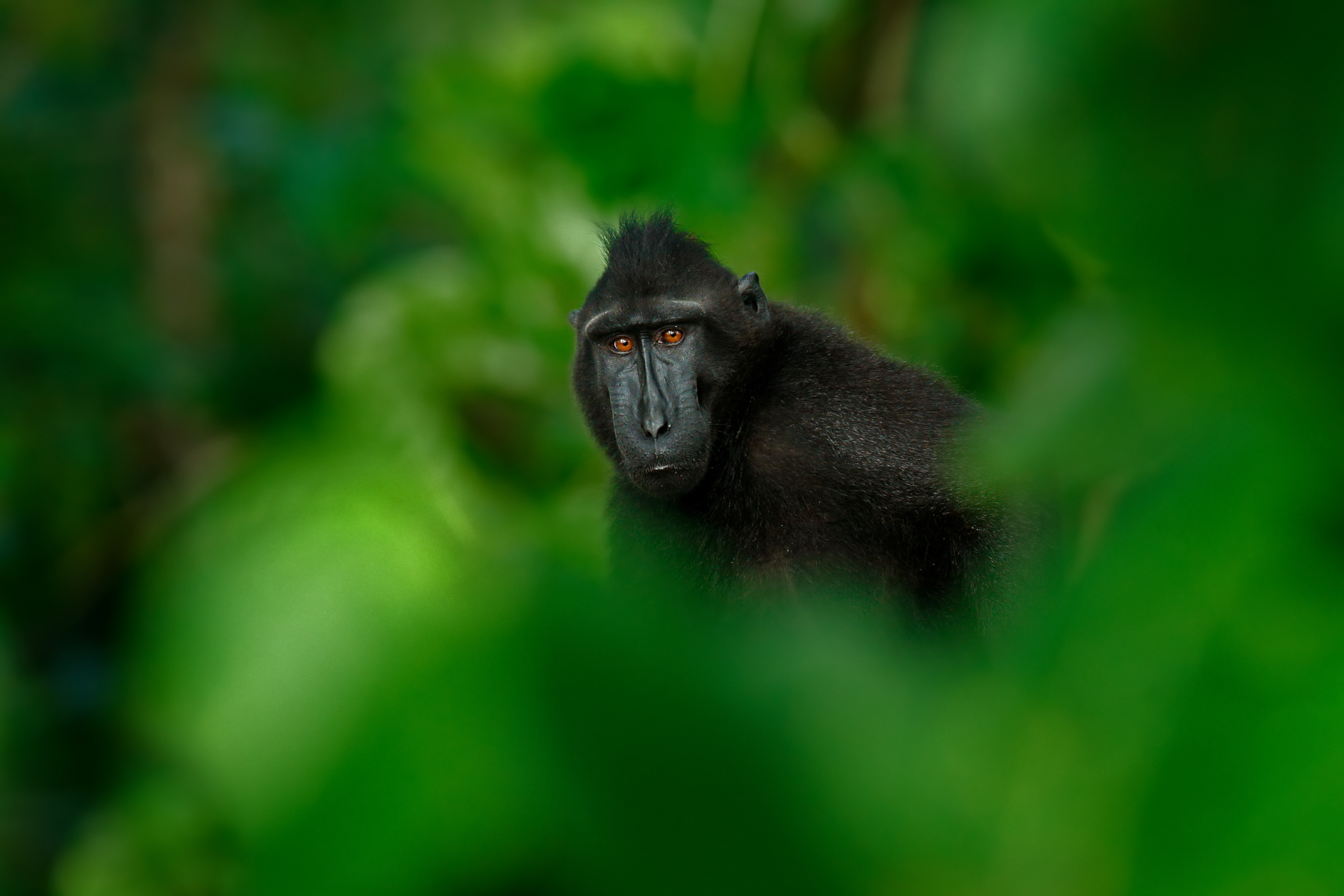 Celebes crested Macaque