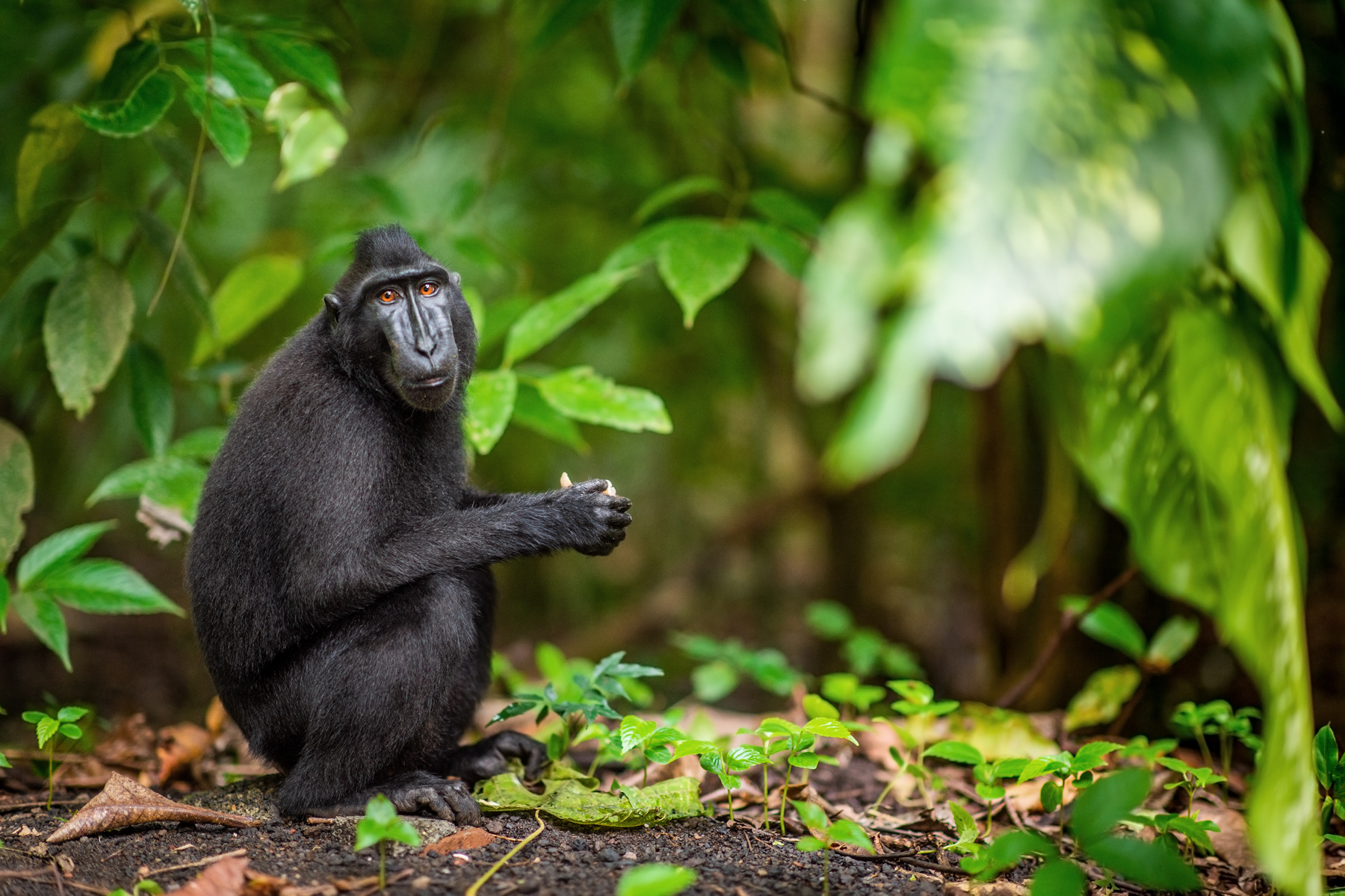 Celebes Crested Macaque