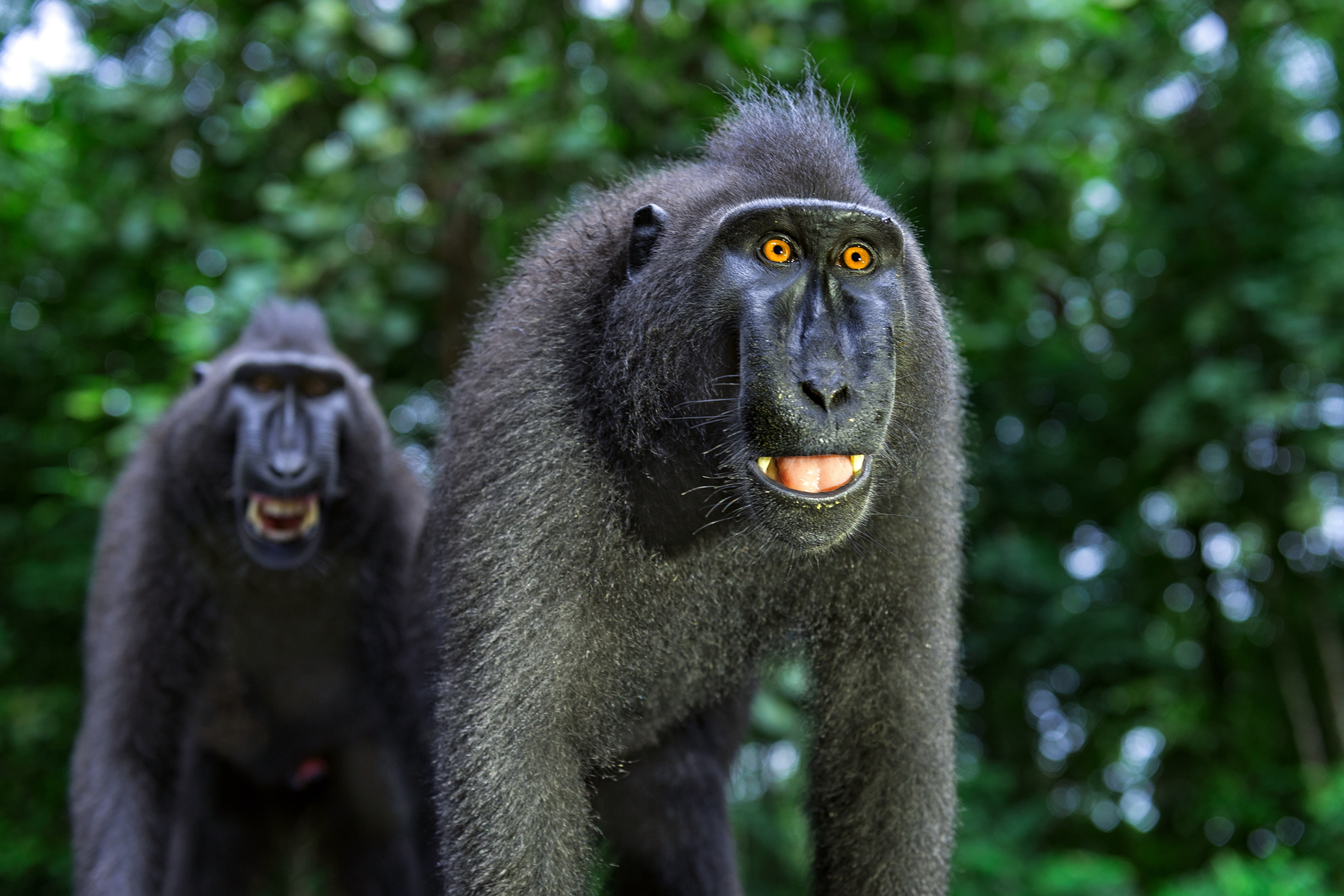 Smiling Celebes Crested Macaques
