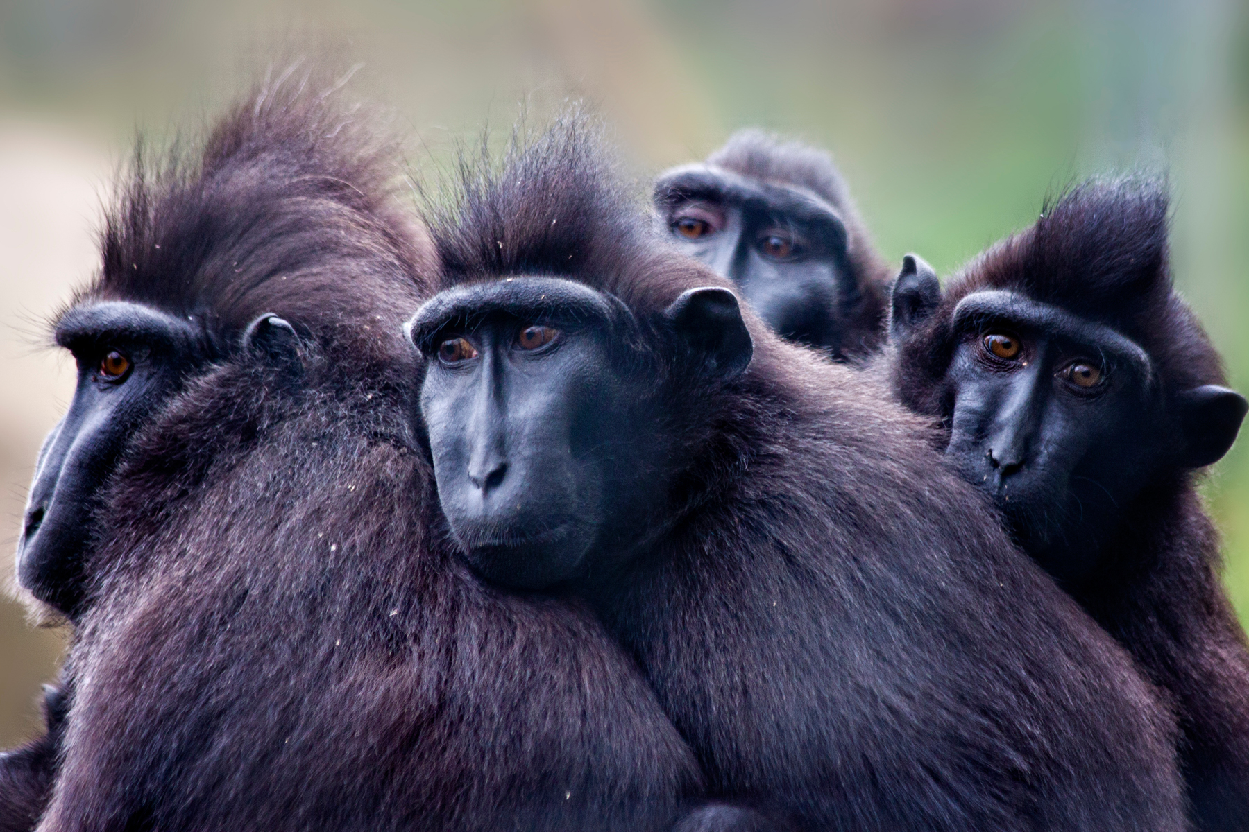 Celebes Crested Macaques