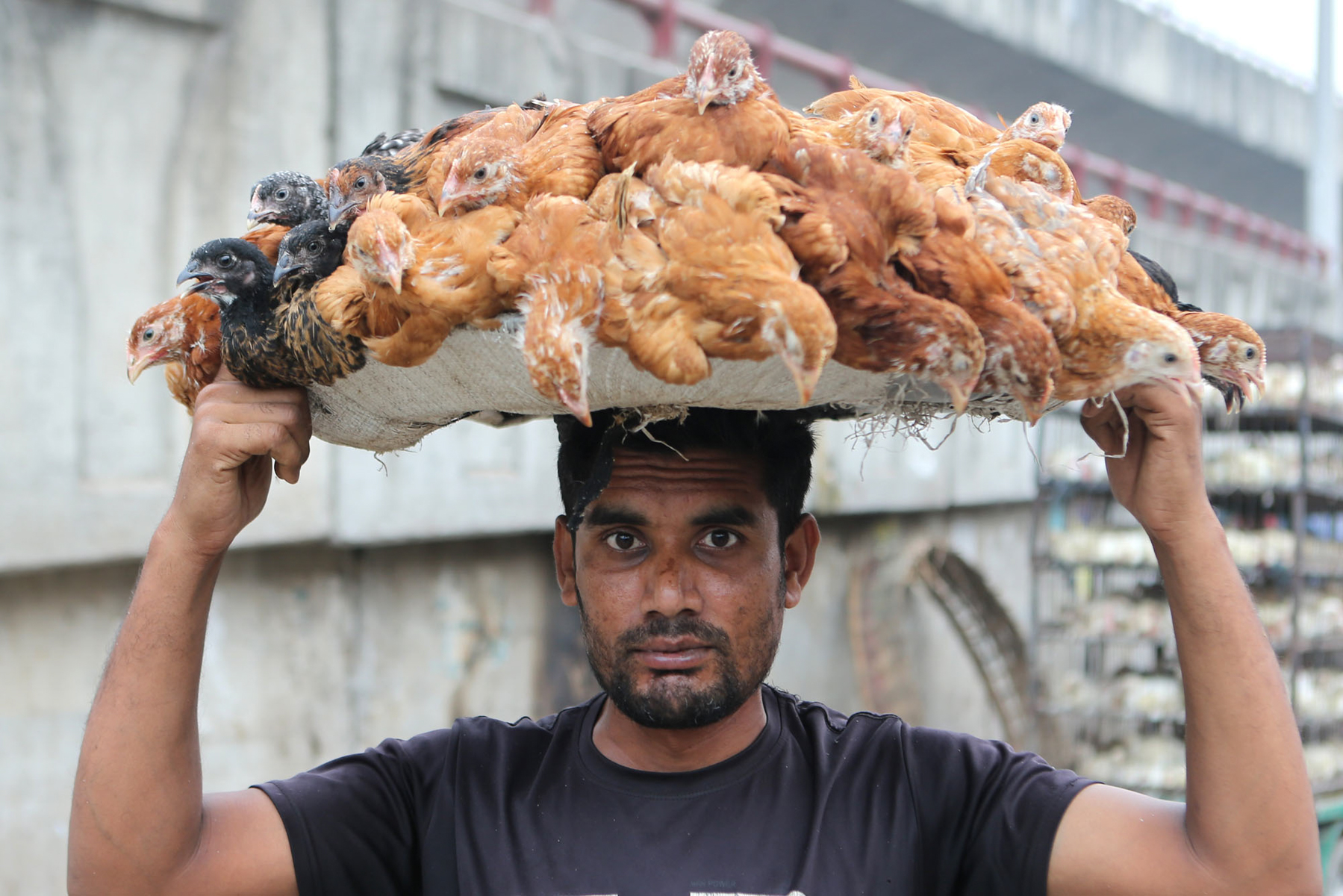 Selling chickens in Dhaka (image by Yousuf Tushar)