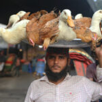 The duck merchant (image by Yousuf Tushar)