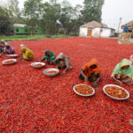 Women work to sort chillies by hand (image by Yousuf Tushar)