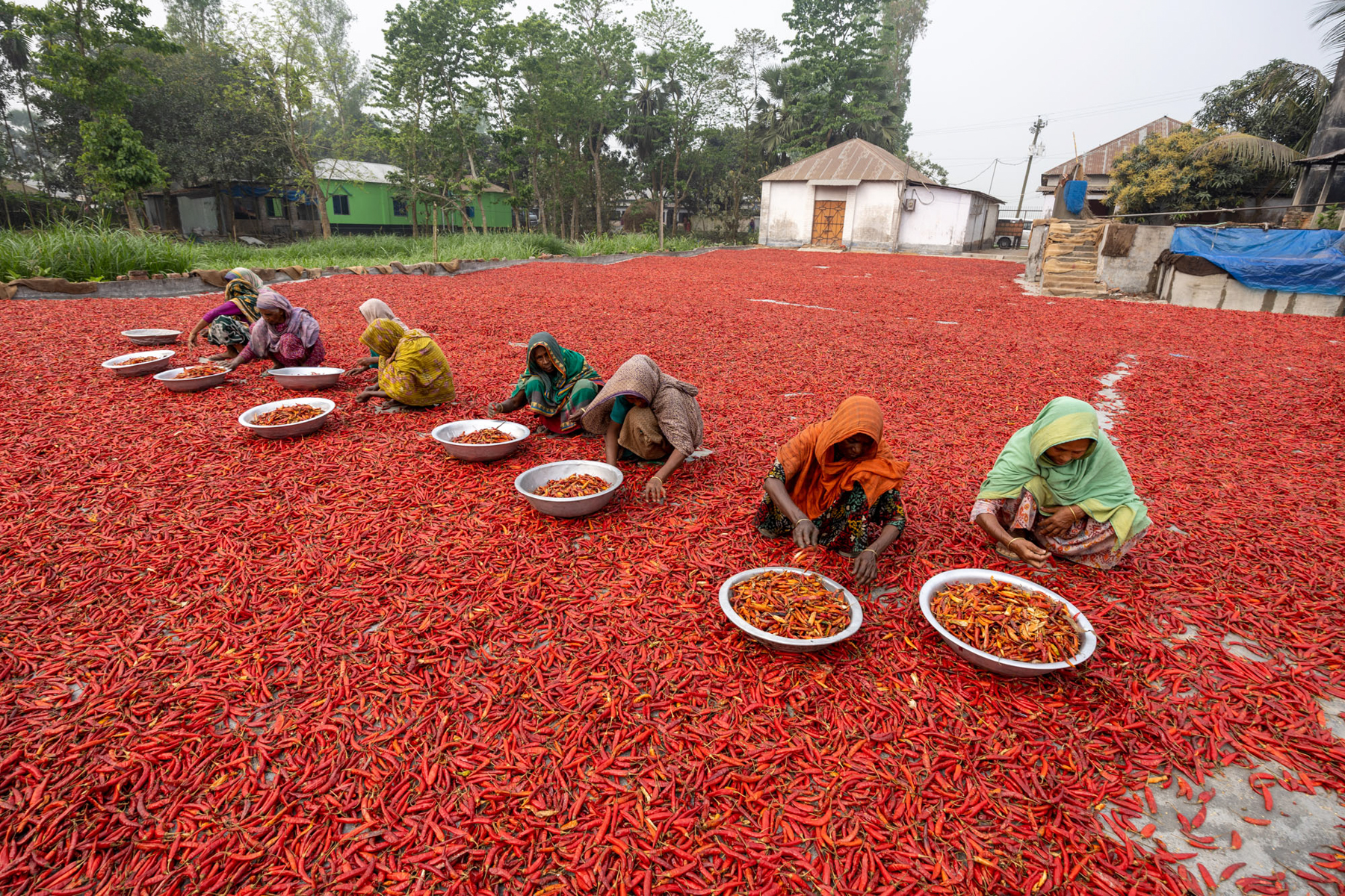 Women work to sort chillies by hand (image by Yousuf Tushar)
