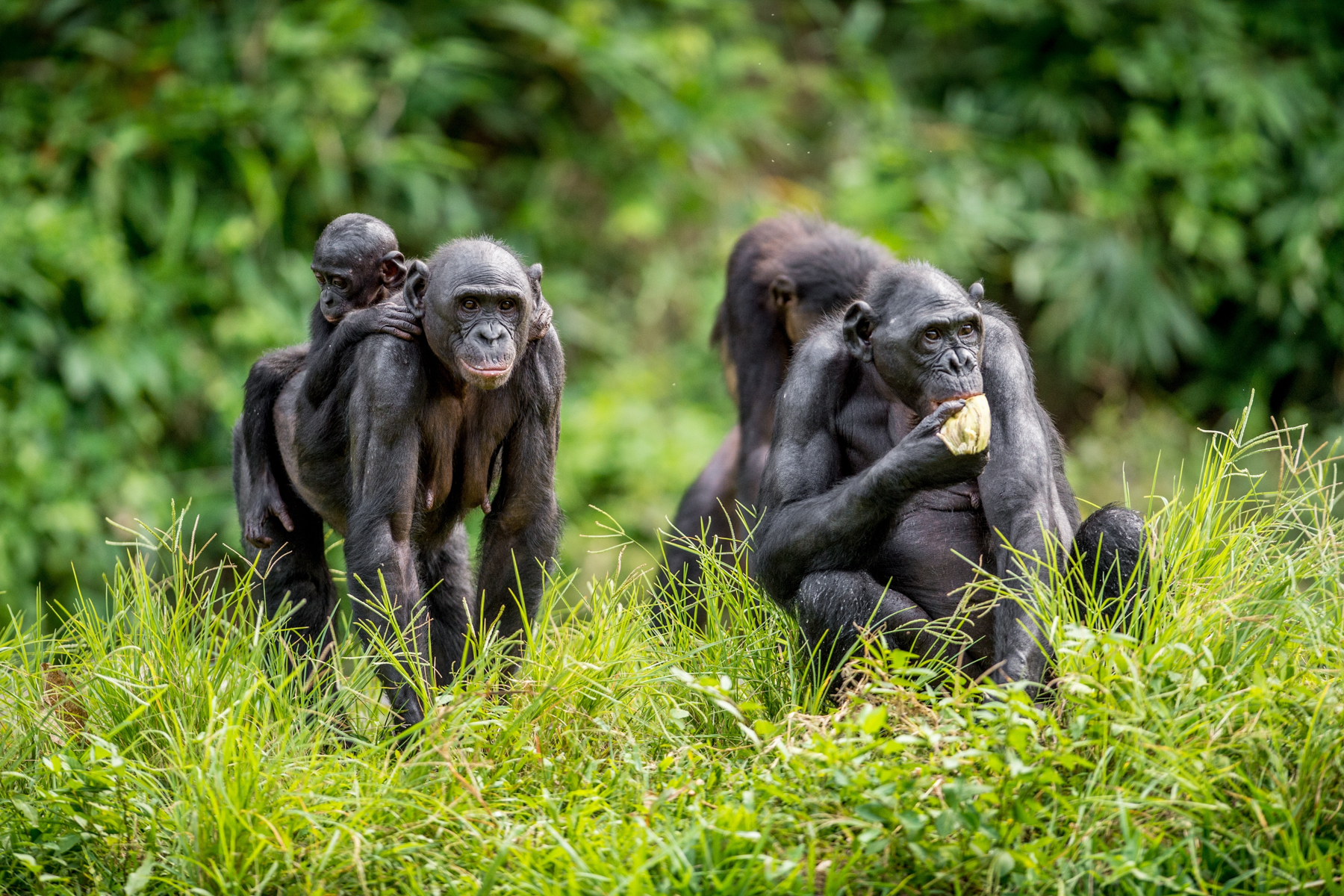 A young Chimpanzee family