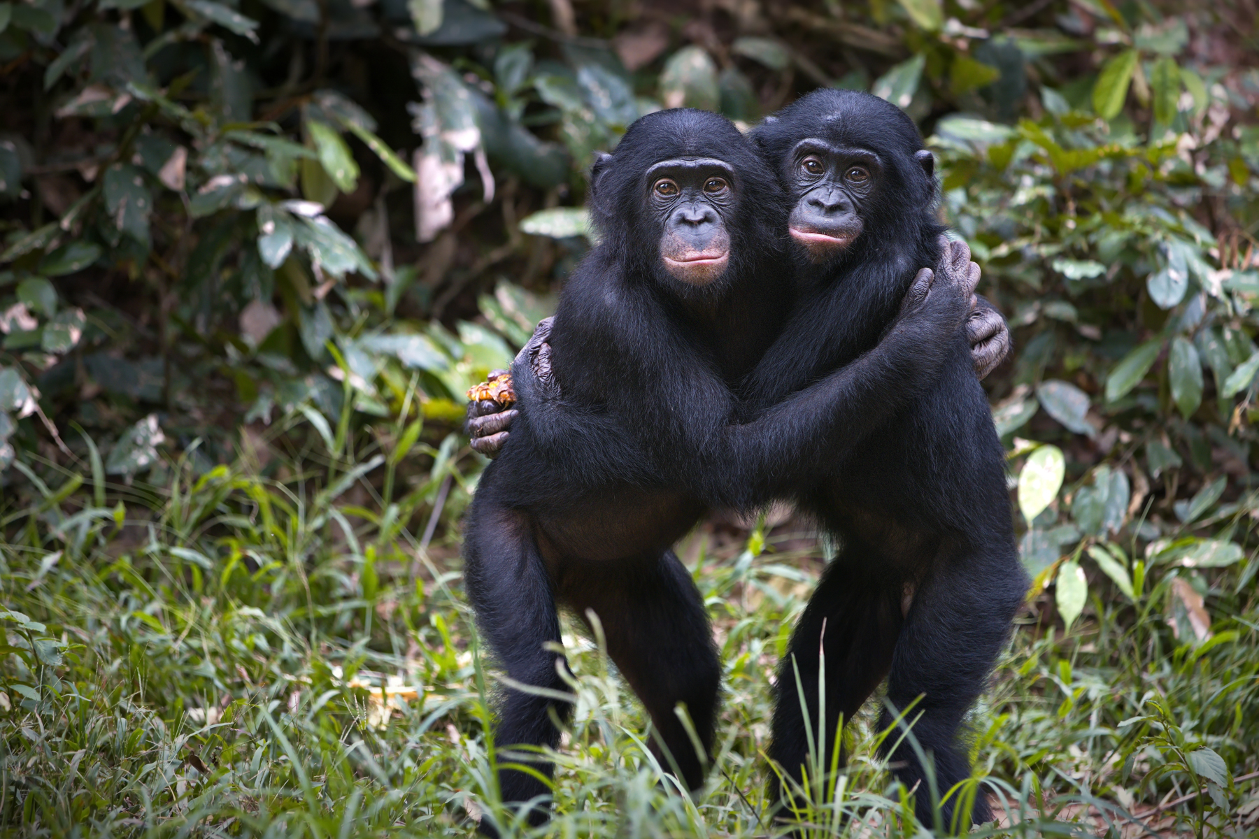 An adorable pair of Bonobo youngsters