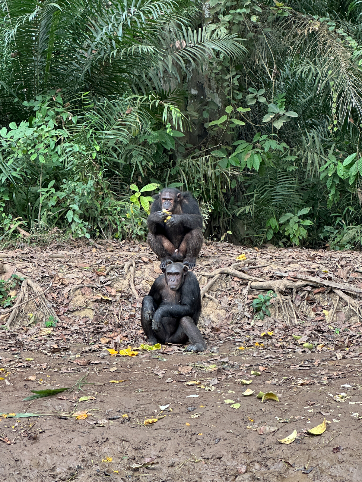 Chimpanzees watching the world go by from the river edge (image by Expeditions Ducret)