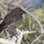Common Cactus Finch (image by János Oláh)
