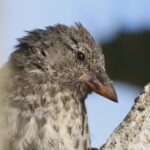 Common Cactus Finch (image by János Oláh)
