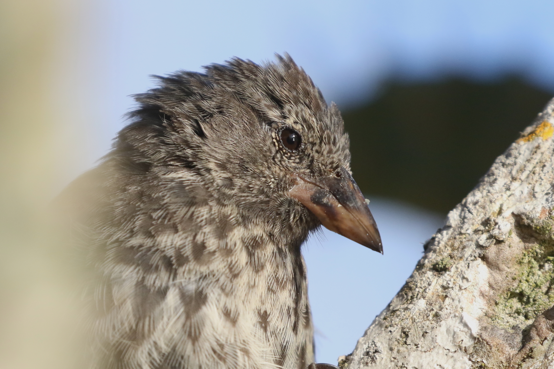 Common Cactus Finch (image by János Oláh)