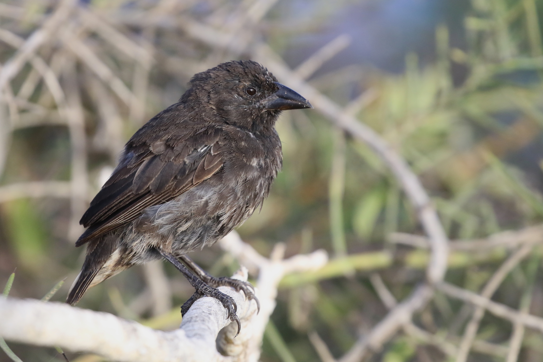 Common Cactus Finch (image by János Oláh)