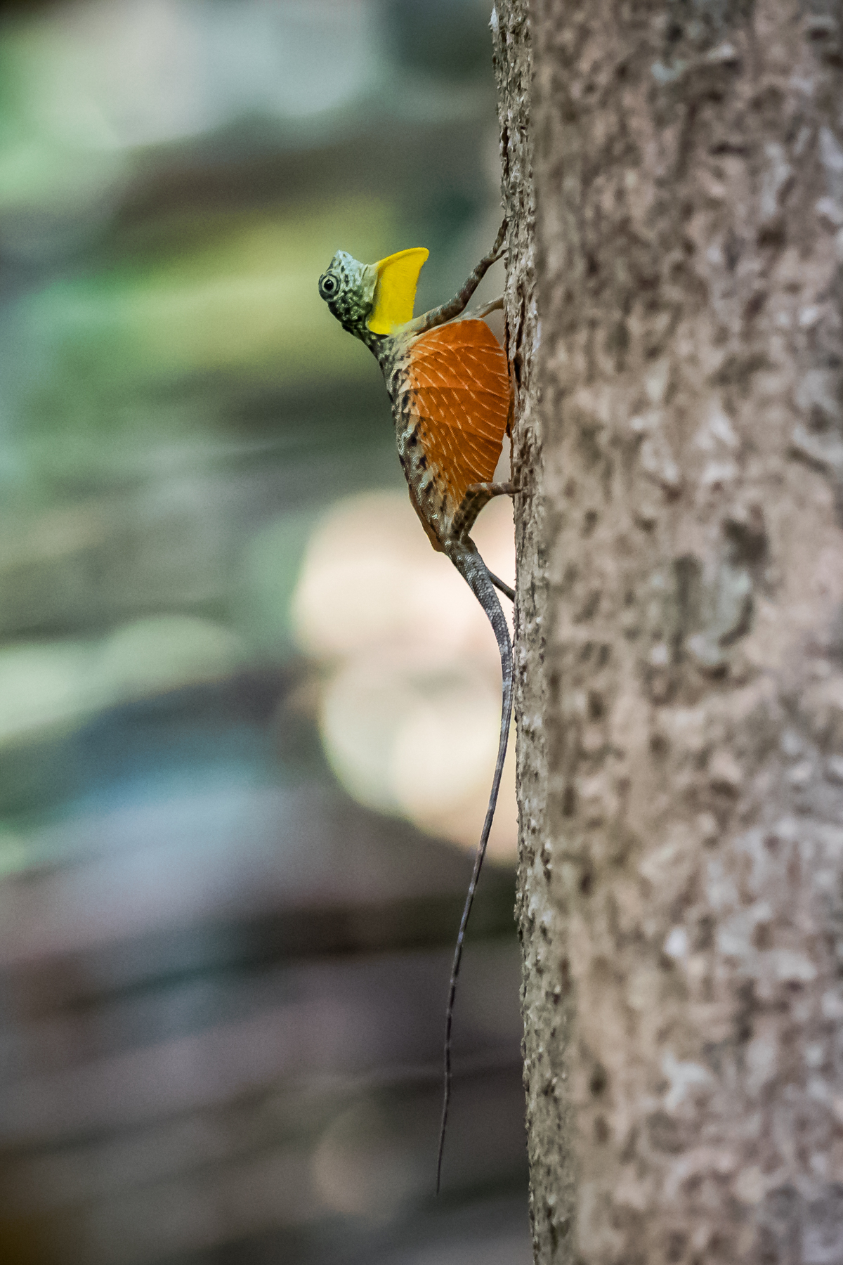 Common Flying Dragon